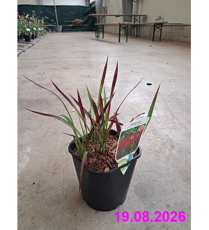 Imperata cylindrica 'Red Baron' C 2 L